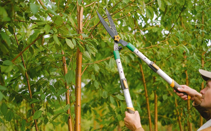 Tree trimming in Templeton, IN