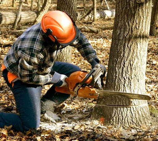 Tree Removal in Templeton, IN